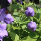 Platycodon grandiflorus Astra Blue - léggömbvirág