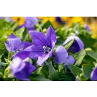 Platycodon grandiflorus Astra Blue - léggömbvirág