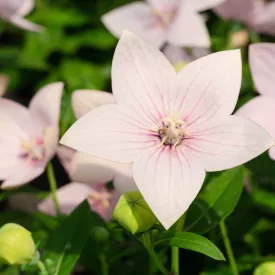 Platycodon grandiflorus Astra Rose - léggömbvirág