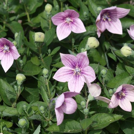 Platycodon grandiflorus Astra Rose - léggömbvirág