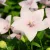 Platycodon grandiflorus Astra Rose - léggömbvirág