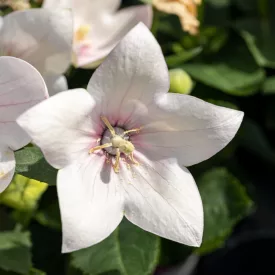 Platycodon grandiflorus Astra White - léggömbvirág