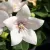 Platycodon grandiflorus Astra White - léggömbvirág