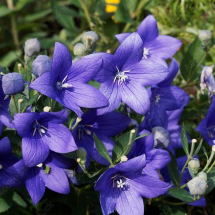 Platycodon grandiflorus Mariesi- léggömbvirág