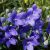 Platycodon grandiflorus Mariesi- léggömbvirág