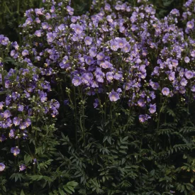 Polemonium caeruleum Bambino Blue - kék csatavirág