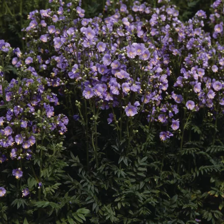 Polemonium caeruleum Bambino Blue - kék csatavirág