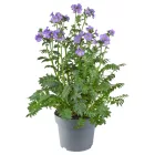 Polemonium caeruleum Bambino Blue - kék csatavirág
