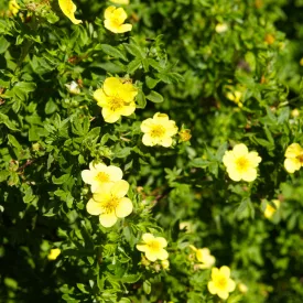 Potentilla fruticosa Goldfinger- cserjés pimpó
