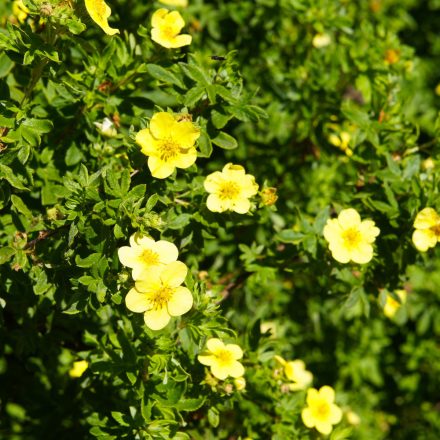 Potentilla fruticosa Goldfinger- cserjés pimpó