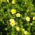 Potentilla fruticosa Goldfinger- cserjés pimpó