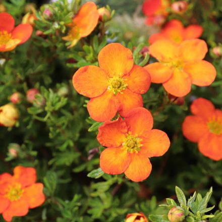 Potentilla fruticosa Hopley's Orange - cserjés pimpó
