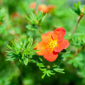 Potentilla fruticosa Red Ace - cserjés pimpó