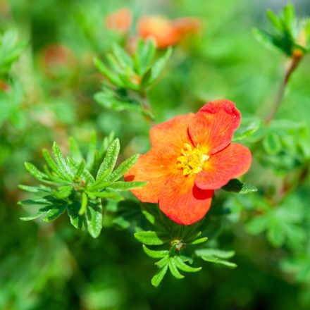 Potentilla fruticosa Red Ace - cserjés pimpó