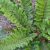 Polystichum polybepharum - vesepáfrány