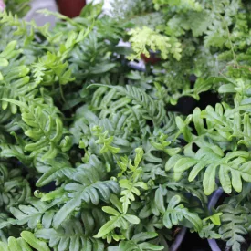 Polypodium vulgare - közönséges édesgyökerű páfrány