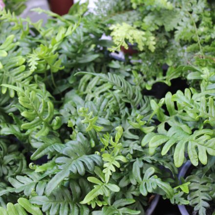 Polypodium vulgare - közönséges édesgyökerű páfrány