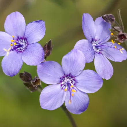 Polemonium yezoense Purple Rain - csatavirág