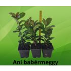 Prunus laurocerasus Ani - babérmeggy cs9