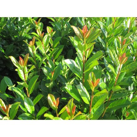Prunus laurocerasus Antonius - babérmeggy K2