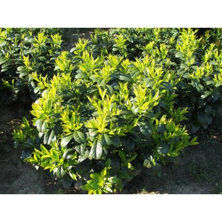 Prunus laurocarasus Gabi - babérmeggy cs9