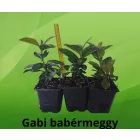 Prunus laurocerasus Gabi - babérmeggy