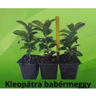 Prunus laurocerasus Kleopátra - babérmeggy K2