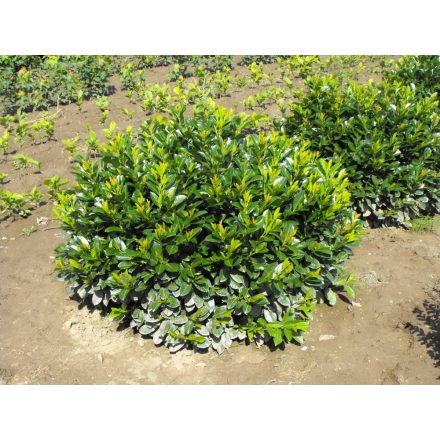 Prunus laurocerasus Zita - babérmeggy K2