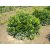 Prunus laurocerasus Zita - babérmeggy K2