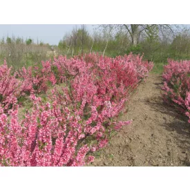 Prunus tenella Kati - törpemandula Kati