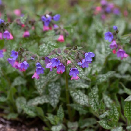 Pulmonaria saccharata Mrs Moon - betlehemi tüdőfű