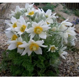 Pulsatilla vulgaris Alba - kökörcsin Alba