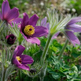   Pulsatilla vulgaris Blue Violet Shades - kökörcsin Violet Blue 