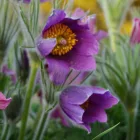 Pulsatilla vulgaris Blue Violet Shades - kökörcsin Violet Blue 