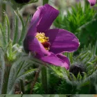 Pulsatilla vulgaris Blue Violet Shades - kökörcsin Violet Blue 