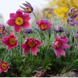 Pulsatilla vulgaris Rote Glocke - kökörcsin Rote Glocke