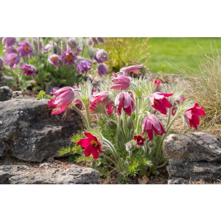 Pulsatilla vulgaris Rote Glocke - kökörcsin Rote Glocke