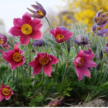 Pulsatilla vulgaris Rote Glocke - kökörcsin Rote Glocke