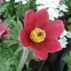 Pulsatilla vulgaris Rote Glocke - kökörcsin Rote Glocke