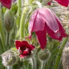 Pulsatilla vulgaris Rote Glocke - kökörcsin Rote Glocke