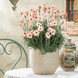 Rhodanthemum Zagora Orange - marokkói margitvirág