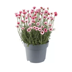 Rhodanthemum Zagora Pink - marokkói margitvirág