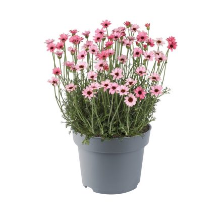 Rhodanthemum Zagora Pink - marokkói margitvirág