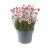 Rhodanthemum Zagora Pink - marokkói margitvirág