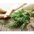Rosmarinus officinalis - rozmaring