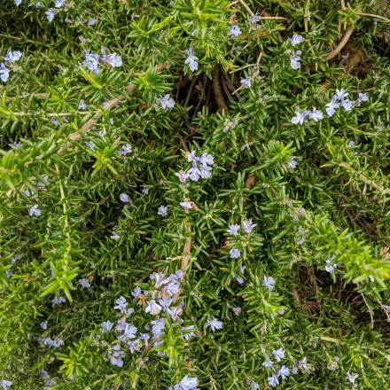 Rosmarinus officinalis Blue Rain- kúszó rozmaring