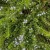 Rosmarinus officinalis Blue Rain- kúszó rozmaring