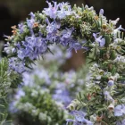 Rosmarinus officinalis Blue Rain- kúszó rozmaring