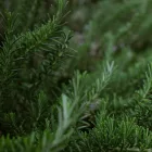 Rosmarinus officinalis Blue Rain- kúszó rozmaring
