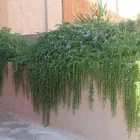 Rosmarinus officinalis Prostratus- kúszó rozmaring